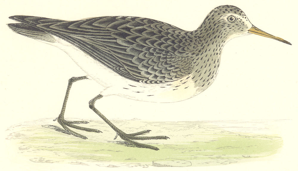 BIRDS. Pectoral Sandpiper (Green) . Found in Europe. USA (Morris) 1880 print